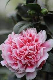 Pin On Camellia