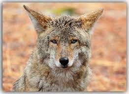 Coyote Canis Latrans Also Known As The American Jackal Brush Wolf Or The Prairie Wolf Is A Species Of Canine Found Throughout Desert Animals Canine Canis