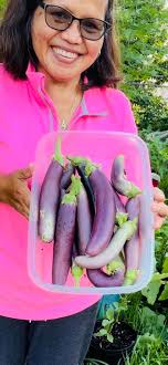 In the afternoon I was harvesting eggplants