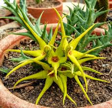 Image result for Orbea caudata