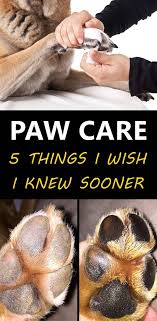 5 Dog Paw Care Tips Every Pet Parent Must Know Dog Paw Care Dog Paws Paw Care
