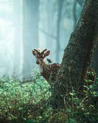 Indian Wildlife On Behance Animal Photography Wildlife Wild Animals Photography Forest And Wildlife