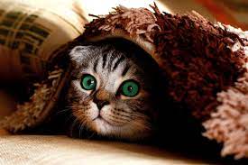 Lung cancer is a type of cancer that begins in the lungs. Lung Cancer In Cats