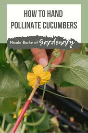 Image result for how to self pollinate cucumbers