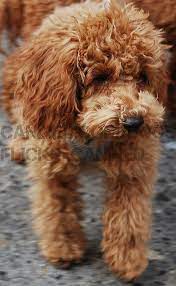 Canined Nyc Groomed Cute Apricot Toy Red Miniature Poodle Dog Picture 1 Poodle Dog Poodle Puppy Miniature Poodle