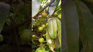 പുളിയിലെ രാജാവ് എന്നറിയപ്പെടുന്ന രാജാപുളി