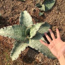 Image result for Cuviera semseii