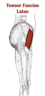 Tensor Fasciae Latae Tfl Geelong Myotherapy Wellness Centre