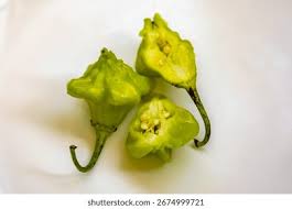 Image result for Capsicum baccatum