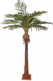 Palmeira is a town in the northwestern part of the island of sal, cape verde. Palm Tree Coco Palmeiras Angels Co