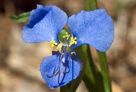 Image result for Commelina reptans