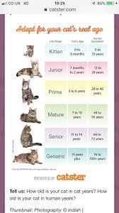 Blue and lilac cats with good pedigree. Alison Burns On Twitter Here S A Guide To Convert Cat Years To Human Year S Just Don T Tell Ollie