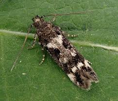 Image result for Scrobipalpula diffluella