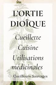 Ortie Dioique Recolte Et Utilisation Cueilleurs Sauvages Recette Plantes Sauvages Comestibles Ortie Cuisine Sauvage