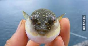 Just In Case You Ve Never Seen A Baby Puffer Fish Before Cute Baby Animals Funny Animal Photos Funny Animals