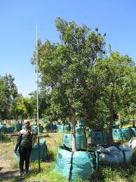 Image result for Rapanea