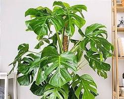 Imagem de CosteladeAdão (planta)
