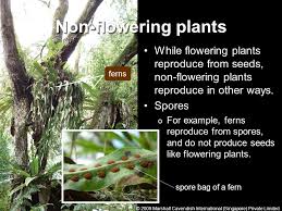Phanerogams are the flowering plants and monocots and dicots fall under the group of phanerogams. Flowering And Non Flowering Plants Ppt Video Online Download