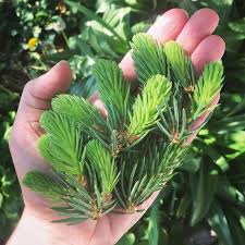 Try it on ice cream or a citrus dessert! Spruce Beer Homebrew Recipe Made With Spruce Tips