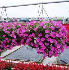1 Bunga Tahi Ayam Bunga Tahi Ayam Mempunyai Aroma Yang Tidak Menyenangkan Bagi Serangga Aphids Thrips Siput Kumba Flower Seeds Flower Garden Vintage Flowers