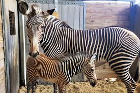 Image result for zebra
