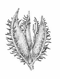 Image result for Tragus berteronianus