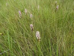 Image result for Brachycorythis angolensis