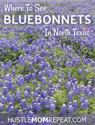Cedar hill state park, dogwood canyon audubon center, joe pool lake, 45 miles of. Where To Find Bluebonnets In North Texas Hustle Mom Repeat