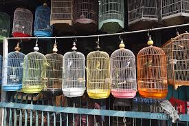 Jones natural chews⁠ ⁠ tender taffy soft chick. Pramuka Bird Market Jakarta Photograph By Erni
