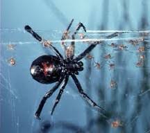 Learn how to spot them, what their bites feel and look like, and how they're many of the symptoms of a black widow bite can look like those of other conditions. Black Widow Spider Pictures Information Classification And More
