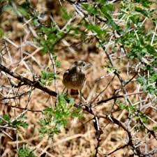 Image result for Sacciolepis rigens