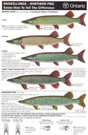 The origin of the name muskellunge is from the ojibwe words maashkinoozhe meaning great fish,. What Are Tiger Muskies Sunset Country Ontario Canada