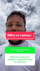 Capiçu vs Milho: A Escolha na Pecuária