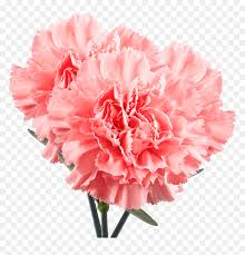 Pink Carnation Png Transparent Png Vhv Look at links below to get more options for getting and using clip art. pink carnation png transparent png vhv