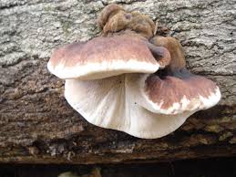 Image result for Ischnoderma resinosum