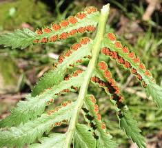 Image result for Todea