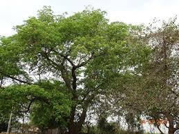 Image result for Xeroderris stuhlmannii