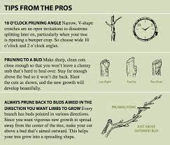 Scheduling tree pruning as soon as possible can help you eliminate all these risks. Successful Fruit Tree Pruning Stark Bro S
