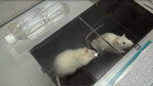 Rats Forsake Chocolate To Save A Drowning Companion Science Aaas