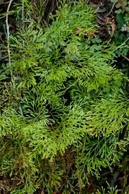 Image result for Lindsaeaceae