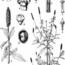 Image result for Sphenoclea