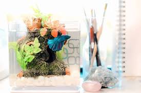 Create an interesting environment for your fish with a wide range of aquarium decorations. The Six Best Betta Fish Caves Betta Source Cozy Betta Fish Homes