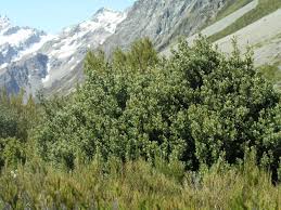 Image result for Phyllocladus