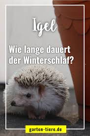 Können igel zu dick sein für den winterschlaf? Wie Lange Dauert Der Winterschlaf Des Igels Igel Im Garten Igel Winterschlaf Igel
