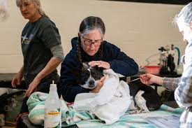 Hundreds attend free spay-neuter event