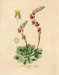 Vintage Flower Botanical Reproduction Print Flowering Succulent Biology Chart Educational Plate Cactus Succulents Prints Botanical Prints Botanical Drawings