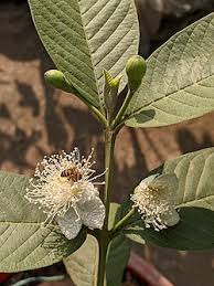 Image result for Psidium guajava