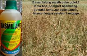 167 likes · 5 talking about this. Jual Racun Rumput Basmi Lalang Hingga Akarnya Basmilang 480sl Di Lapak Sarana Agri Bukalapak