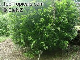 Image result for Maerua paniculata