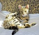 Bengal cat - Wikipedia
